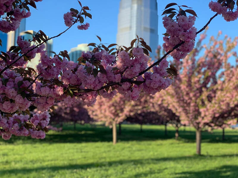 Cherry Blossoms, New Jersey